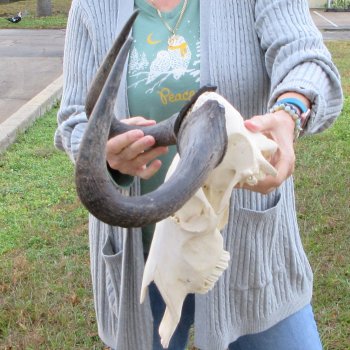 B-Grade, Female, Black Wildebeest Skull with 15" Horn Spread 