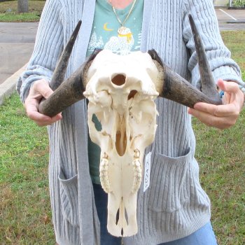 B-Grade, Female, Black Wildebeest Skull with 15" Horn Spread 