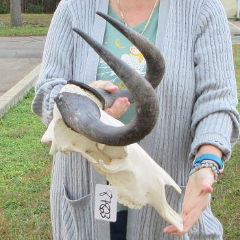 B-Grade, Female, Black Wildebeest Skull with 15" Horn Spread 
