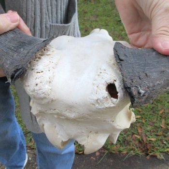 B-Grade, Female, Black Wildebeest Skull with 15" Horn Spread 