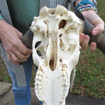 B-Grade, Female, Black Wildebeest Skull with 15" Horn Spread 