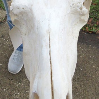 B-Grade, Female, Black Wildebeest Skull with 15" Horn Spread 