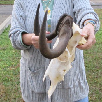 B-Grade, Female, Black Wildebeest Skull with 15" Horn Spread 