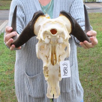 B-Grade, Female, Black Wildebeest Skull with 15" Horn Spread 