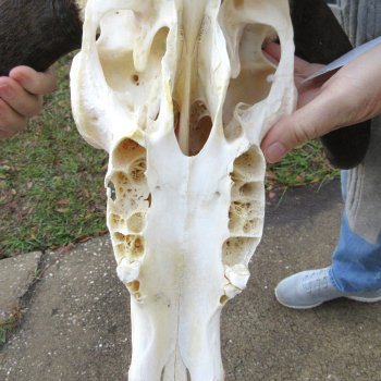 B-Grade, Female, Black Wildebeest Skull with 15" Horn Spread 