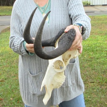 B-Grade, Female, Black Wildebeest Skull with 15" Horn Spread 
