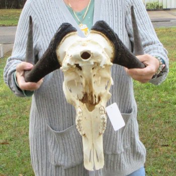 B-Grade, Female, Black Wildebeest Skull with 15" Horn Spread 
