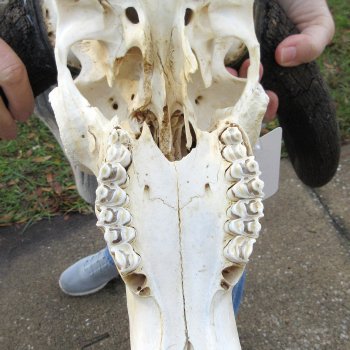 B-Grade, Female, Black Wildebeest Skull with 15" Horn Spread 