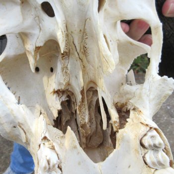 B-Grade, Female, Black Wildebeest Skull with 15" Horn Spread 