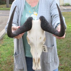 B-Grade, Female, Bl...