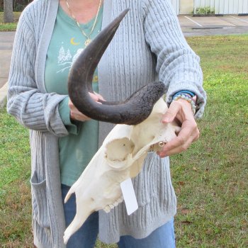 B-Grade, Female, Black Wildebeest Skull with 15" Horn Spread 