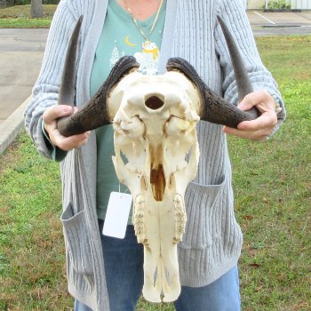 B-Grade, Female, Black Wildebeest Skull with 15" Horn Spread 