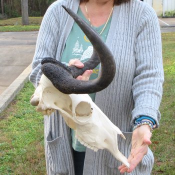 B-Grade, Female, Black Wildebeest Skull with 15" Horn Spread 