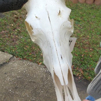 B-Grade, Female, Black Wildebeest Skull with 15" Horn Spread 