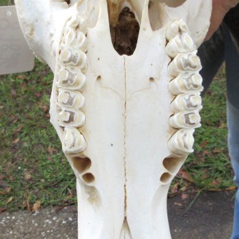 B-Grade, Female, Black Wildebeest Skull with 15" Horn Spread 
