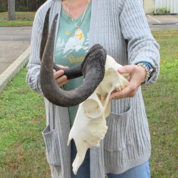 B-Grade, Female, Black Wildebeest Skull with 15" Horn Spread 