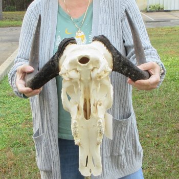 B-Grade, Female, Black Wildebeest Skull with 15" Horn Spread 