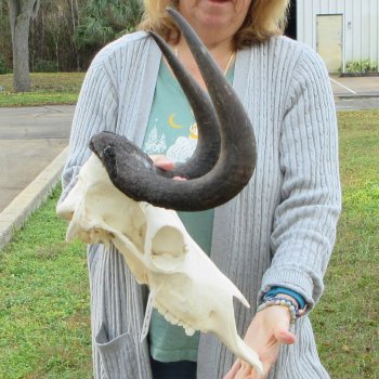 B-Grade, Female, Black Wildebeest Skull with 15" Horn Spread 