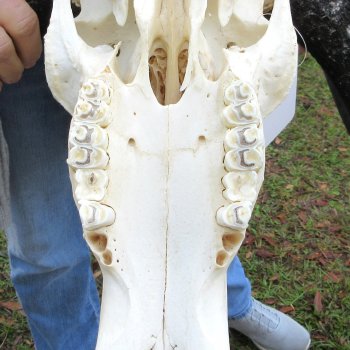 B-Grade, Female, Black Wildebeest Skull with 15" Horn Spread 