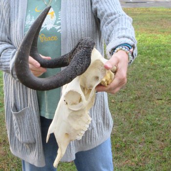 B-Grade, Female, Black Wildebeest Skull with 16" Horn Spread 