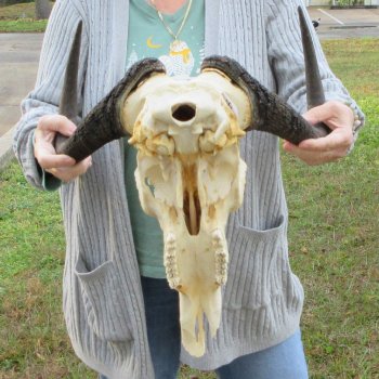 B-Grade, Female, Black Wildebeest Skull with 16" Horn Spread 