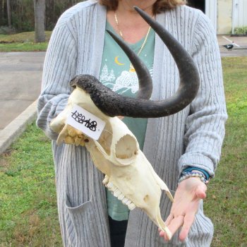 B-Grade, Female, Black Wildebeest Skull with 16" Horn Spread 