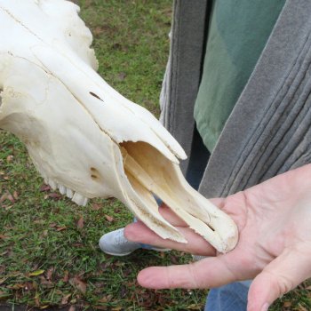 B-Grade, Female, Black Wildebeest Skull with 16" Horn Spread 