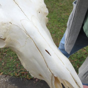 B-Grade, Female, Black Wildebeest Skull with 16" Horn Spread 
