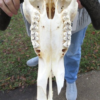 B-Grade, Female, Black Wildebeest Skull with 16" Horn Spread 