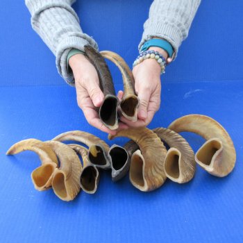 Ten piece Ram Horns, Sheep Horns 8" to 12"