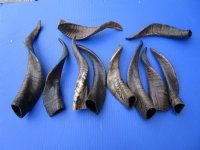 Wholesale Goat Horns - 6 inches to 12 inches - Packed: 10 pcs @ $4.50 each; Packed: 40 pcs @ $3.75 each (You will receive horns similar to those pictured) (These horns are buffed to a shine) 