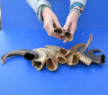 Ten piece Ram Horns, Sheep Horns 8" to 12"