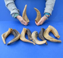 Ten piece Ram Horns...