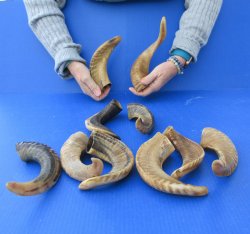 Ten piece Ram Horns...