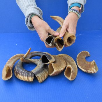 Ten piece Ram Horns, Sheep Horns 8" to 12"