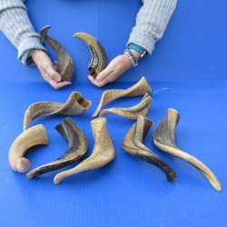 Ten piece Ram Horns...