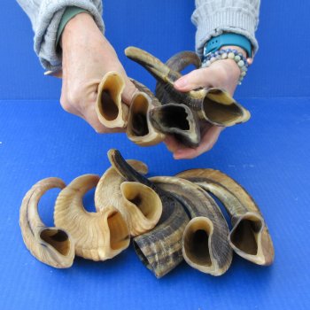 Ten piece Ram Horns, Sheep Horns 8" to 12"
