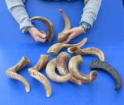 Ten piece Ram Horns...