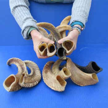 Ten piece Ram Horns, Sheep Horns 12" to 15"