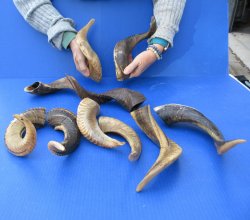 Ten piece Ram Horns...