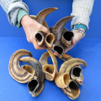 Ten piece Ram Horns, Sheep Horns 12" to 15"