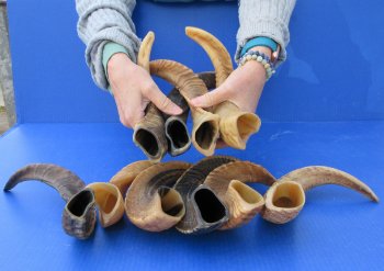 Ten piece Ram Horns, Sheep Horns 12" to 15"