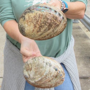 Two piece Natural Green Abalone 7" & 7-1/2"