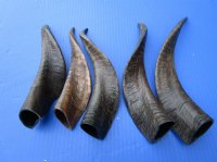 Wholesale Goat Horns - 6 inches to 12 inches - Packed: 10 pcs @ $4.50 each; Packed: 40 pcs @ $3.75 each (You will receive horns similar to those pictured) (These horns are buffed to a shine) 