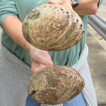Two piece Natural Green Abalone 7" 