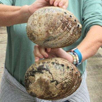 Two piece Natural Green Abalone 7" & 7-1/2"