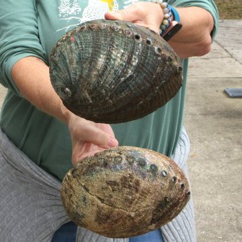 Two piece Natural Green Abalone 7" 