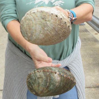 Two piece Natural Green Abalone 7-1/2"