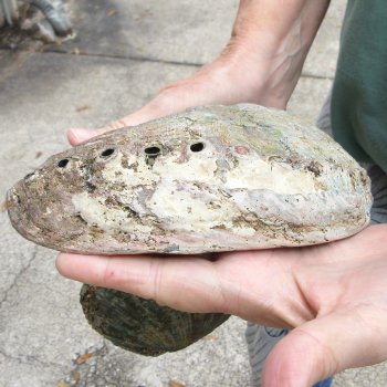Two piece Natural Green Abalone 7-1/2"