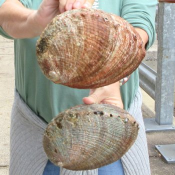 Two piece Natural Green Abalone 7" & 7-1/2"